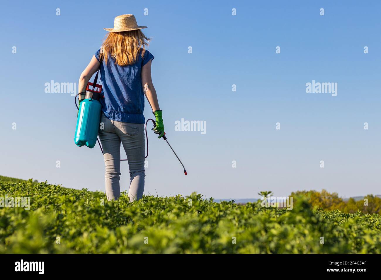 Bäuerin sprüht ein Feld durch Feldspritze im Frühjahr. Gartenarbeit auf dem Bauernhof. Stockfoto