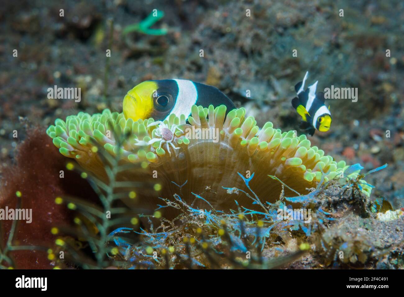 Sattelanemonefisch [Amphiprion polymnus] mit einem gepunkteten Anemonen-Porzellankrebs [Neopetrolisthes maculatus] am Rand der Anemone. Di Stockfoto