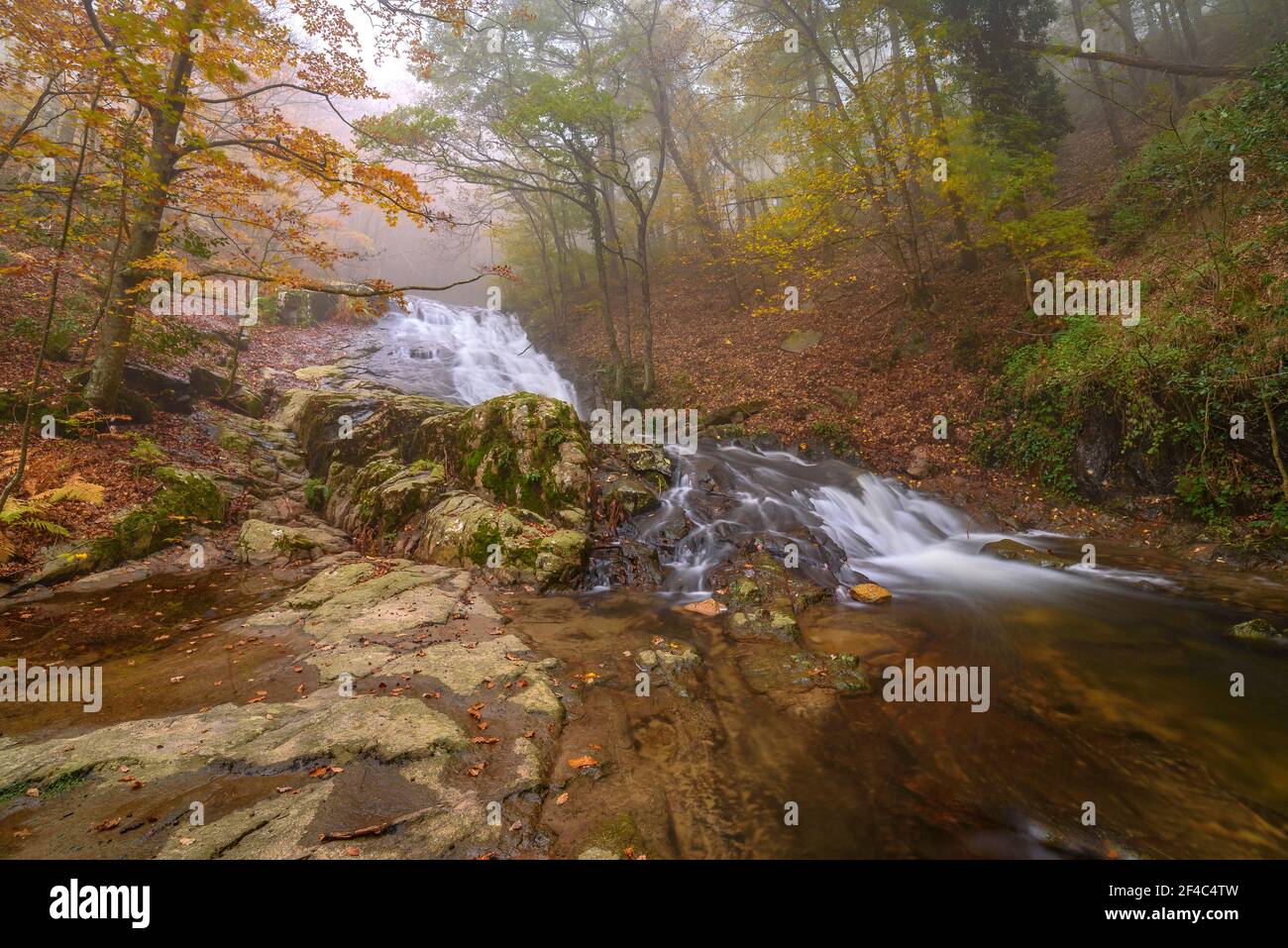 Wasserfall im Riera de Gualba (Fluss), im Buchenwald Santa Fe de Montseny, an einem nebligen Herbsttag (Montseny, Barcelona, Katalonien, Spanien) Stockfoto