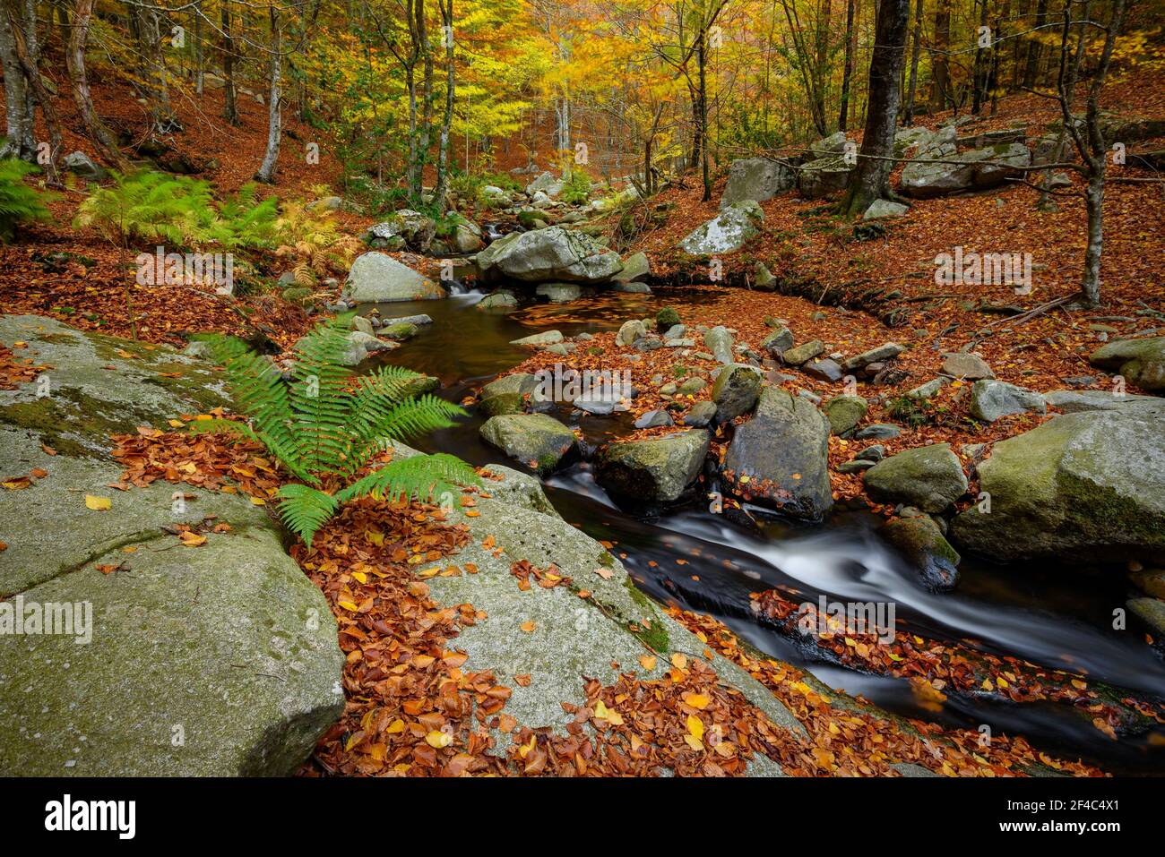 Wasserfall in Riera de Gualba (Fluss), im Buchenwald Santa Fe de Montseny, im Herbst (Montseny, Barcelona, Katalonien, Spanien) Stockfoto