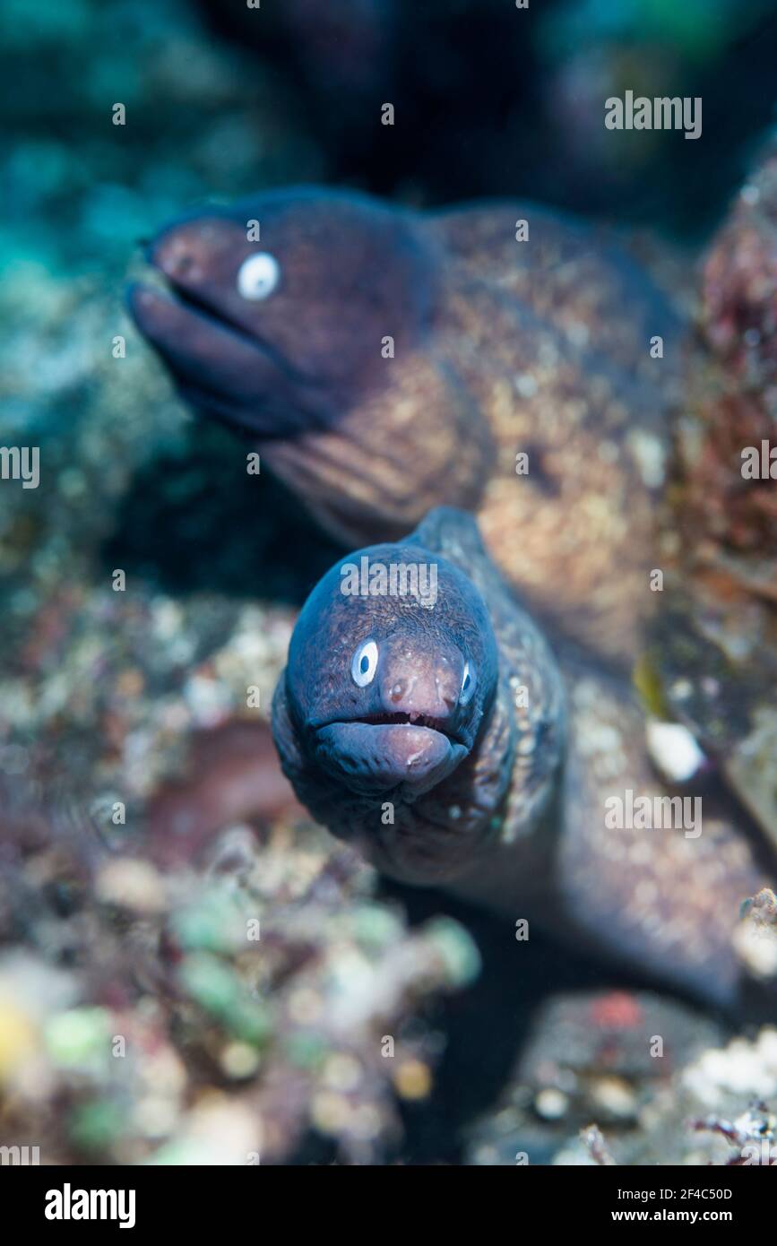 Grauschneckenmoränen [Gymnothorax thyrsoideus]. Tulamben, Bali, Indonesien. Stockfoto