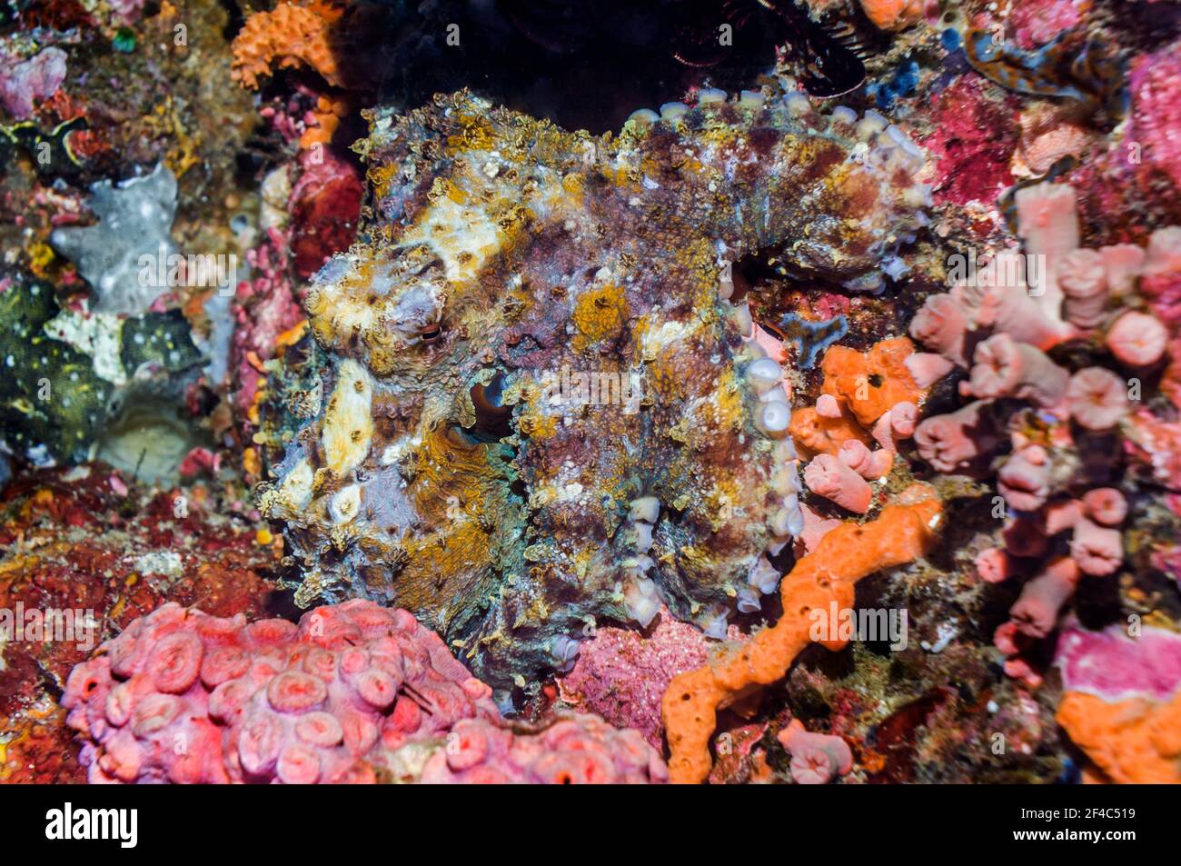 Sehr gut getarnter Tagesoktopus [Octopus cyanea]. Westpapua, Indonesien. Stockfoto