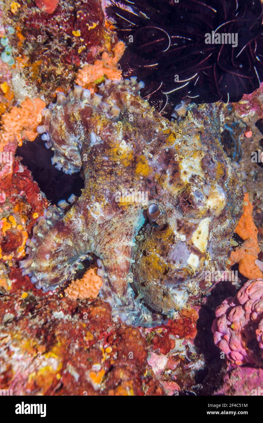 Sehr gut getarnter Tagesoktopus [Octopus cyanea]. Westpapua, Indonesien. Stockfoto