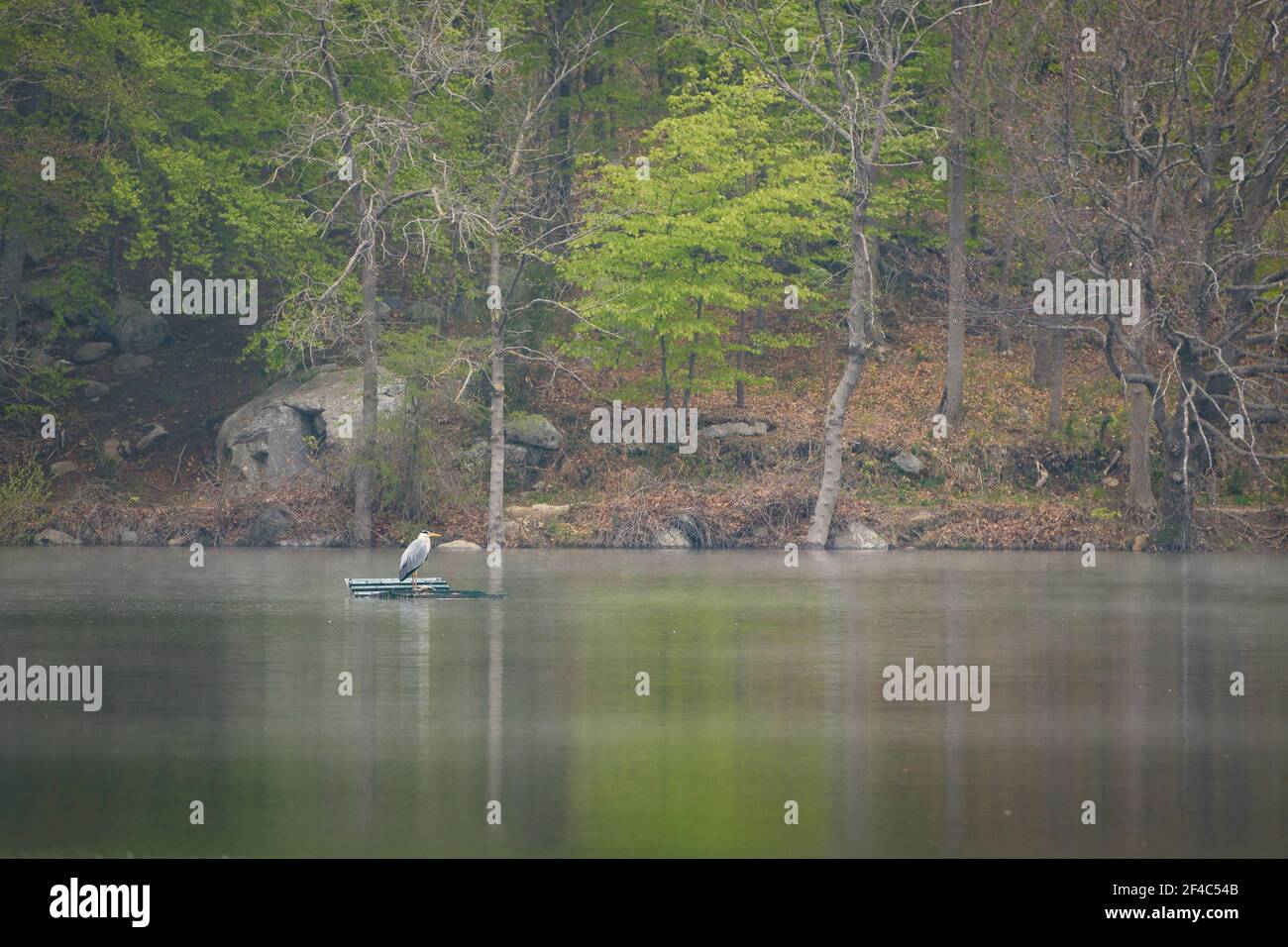 Ein Graureiher (Ardea cinerea) im Stausee Santa Fe de Montseny, an einem nebligen Frühlingstag (Montseny, Katalonien, Spanien) Stockfoto
