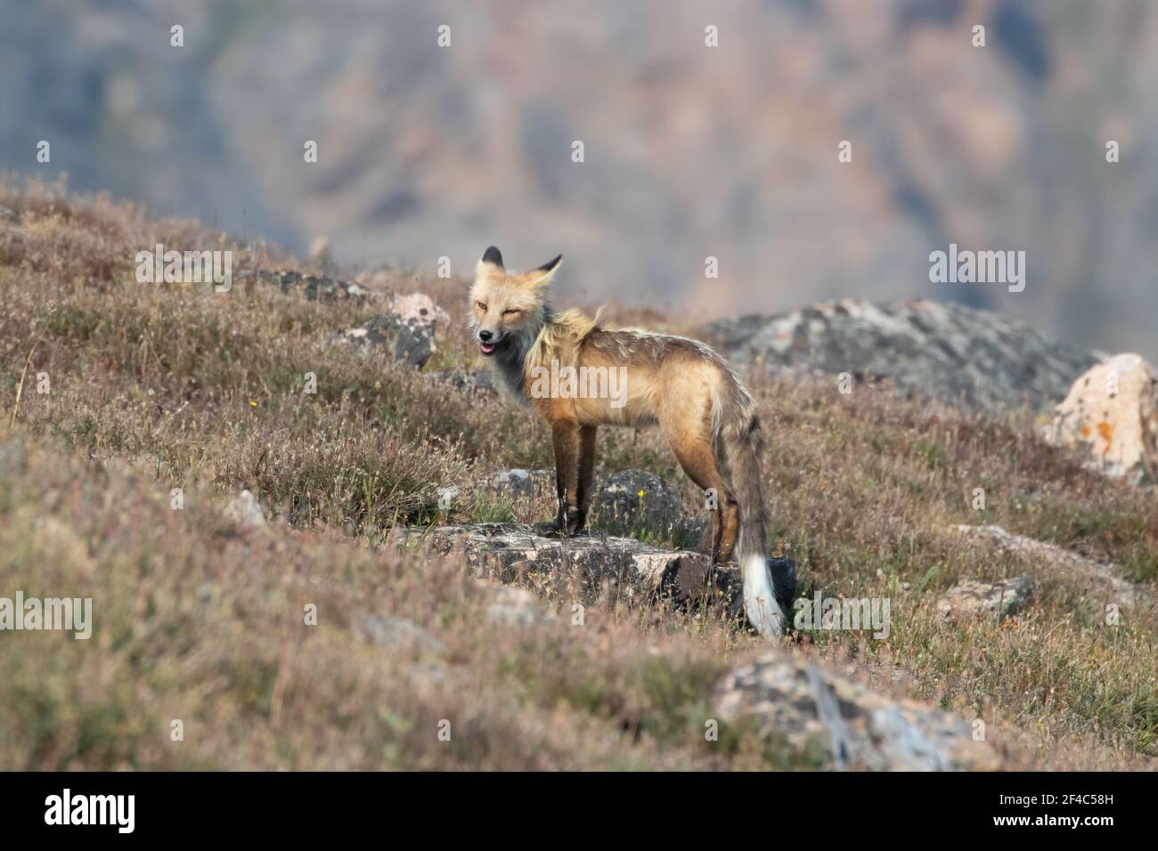 Red Fox (Unterart Rocky Mountain Fox, v.v. macroura) in der Nähe des Beartooth Highway in Montana Stockfoto