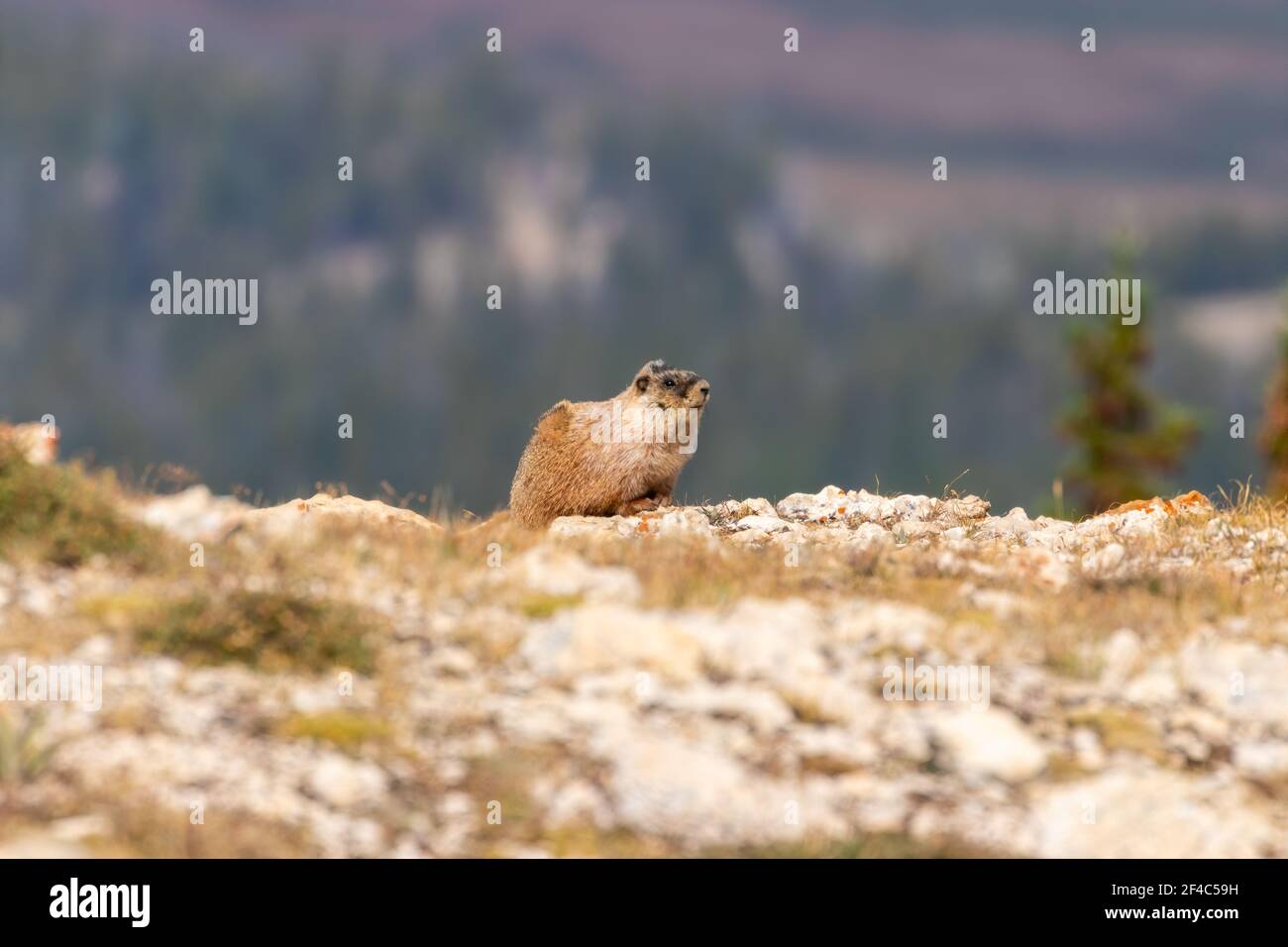 Murmeltier auf dem Gipfel eines Berges im Bighorn National Forest. Stockfoto