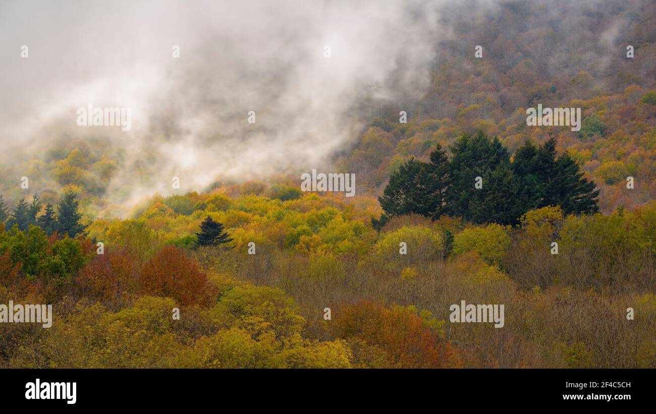 Wald um den Stausee Santa Fe de Montseny im Herbst (Provinz Barcelona, Katalonien, Spanien) ESP: Bosque de los alrededores del embalse, Montseny Stockfoto