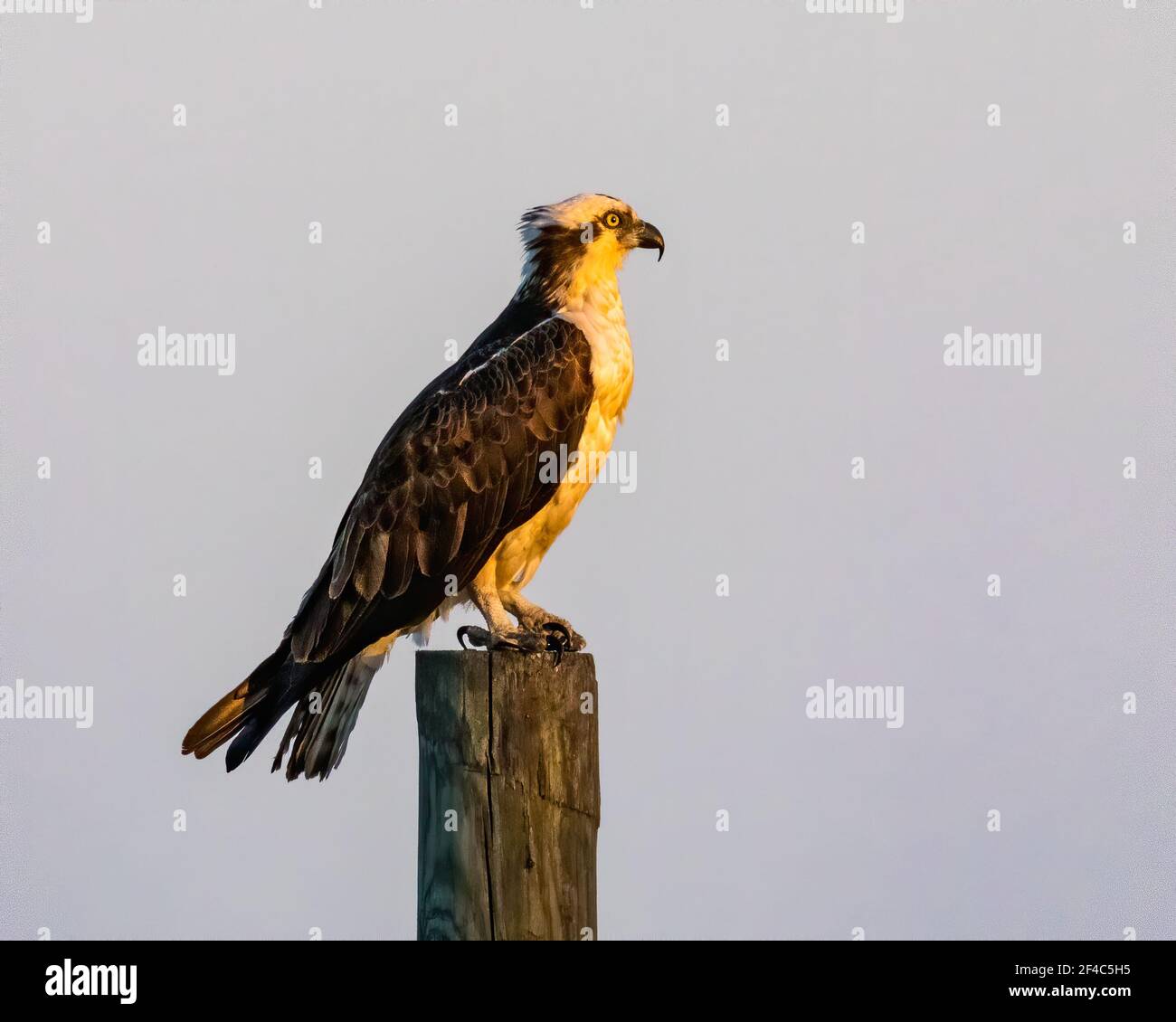 Osprey thronte auf einem Piling im goldenen Glanz der Morgensonne. Stockfoto