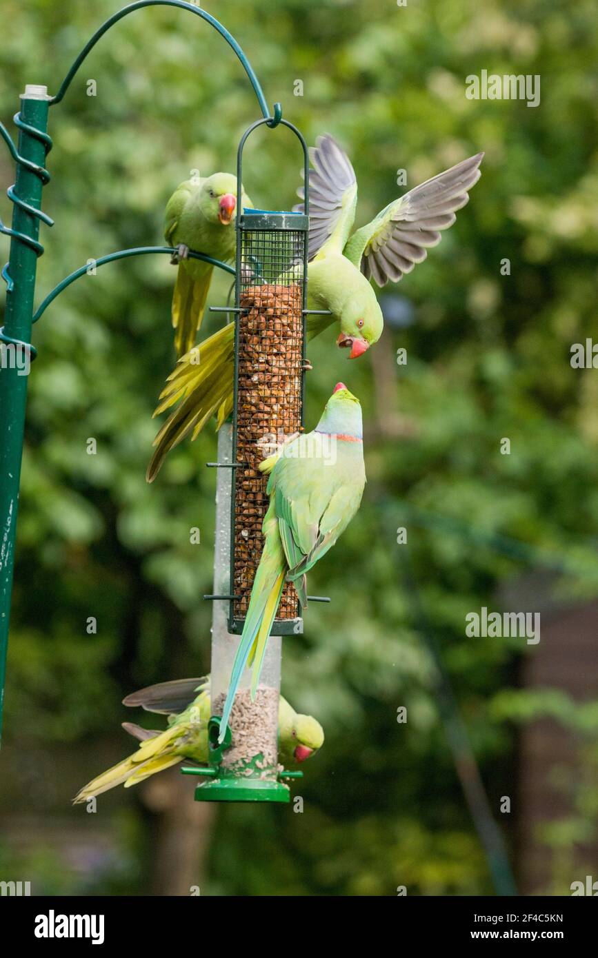 Rose-beringt oder Ring-necked Papageien [geflohen waren] am Futterhäuschen.  London, Vereinigtes Königreich. Stockfoto