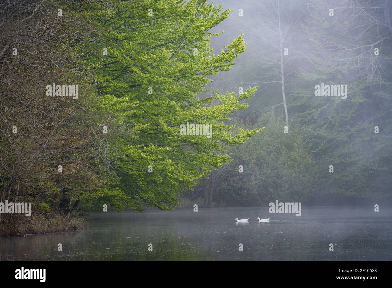 Zwei Enten im Stausee Santa Fe de Montseny - See, an einem nebligen Frühlingstag (Montseny, Katalonien, Spanien) ESP: DOS patos en el embalse de Santa Fe Stockfoto