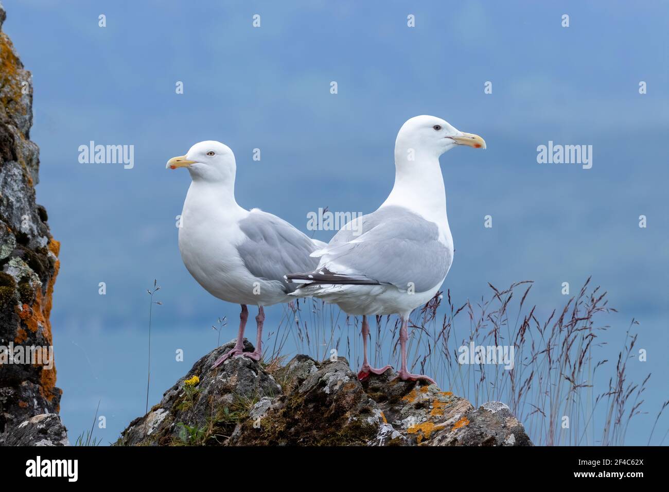 Zwei Heringsmöwen stehen auf einem Felsen mit blauem Hintergrund. Stockfoto