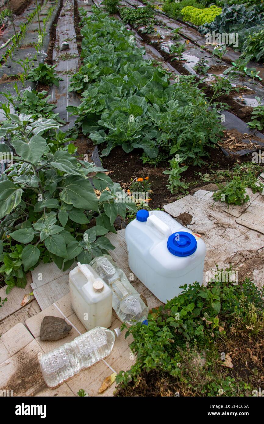 Ein Garten mit Gemüse und Kunststoffbehältern mit Vorbereitungen für die Pflege der Pflanzen. Stockfoto