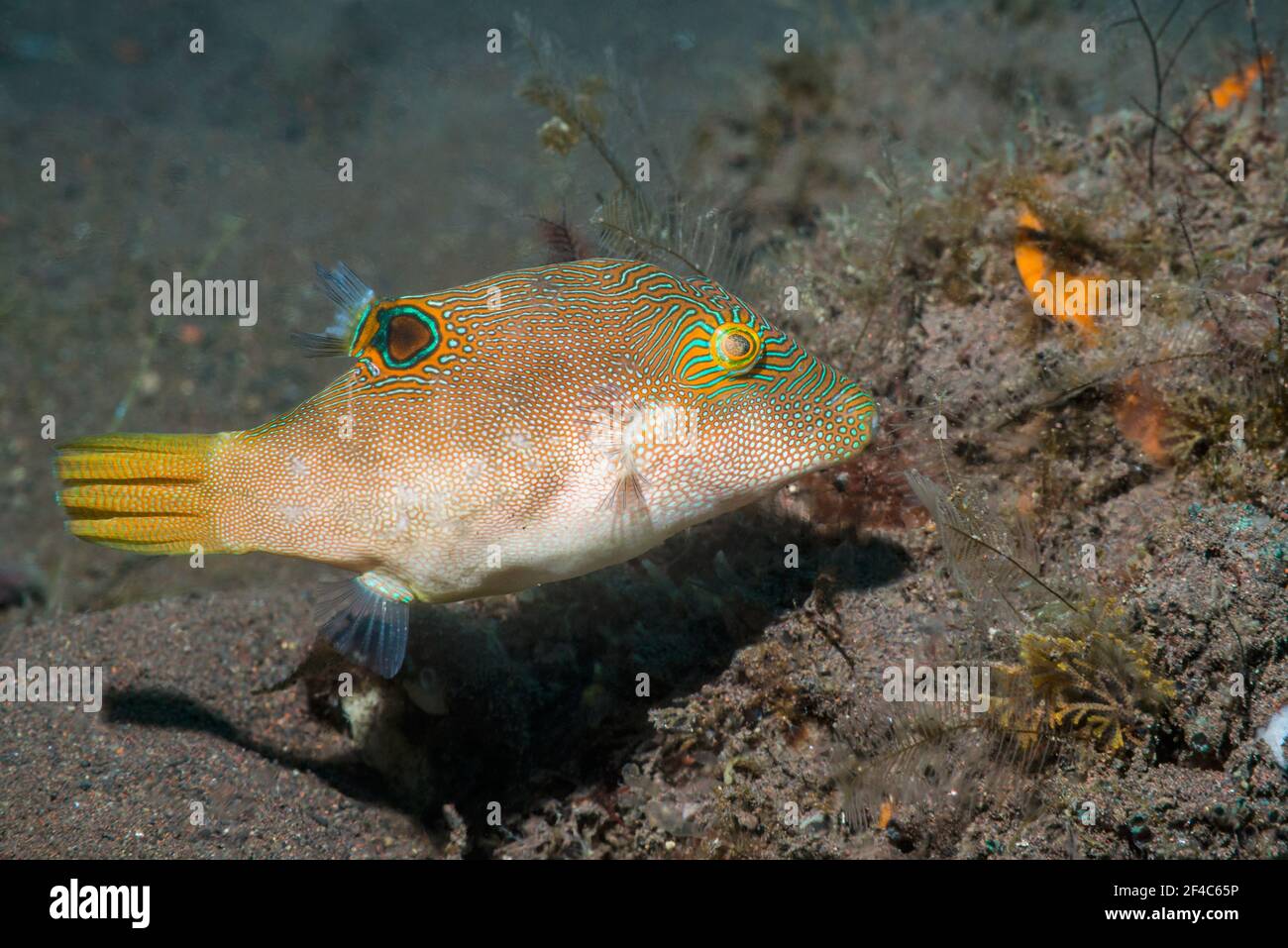 Compressed toby oder Fine-Spotted-Kugelfisch [Canthigaster compressa]. Tulamben, Bali, Indonesien. Stockfoto