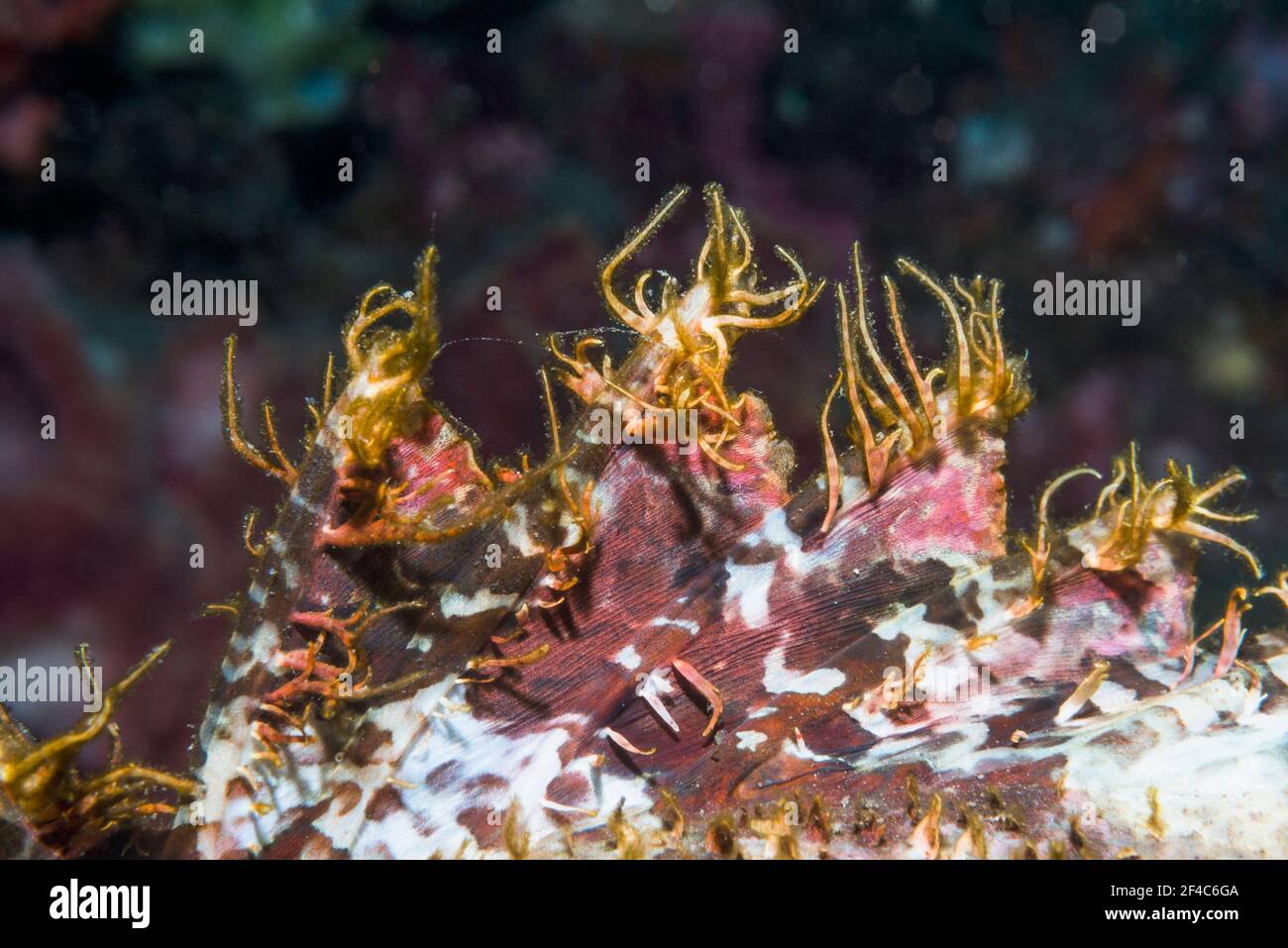 Spitzen der giftigen Dornen in der Rückenflosse eines Skorpionfisches. Tulamben, Bali, Indonesien. Stockfoto