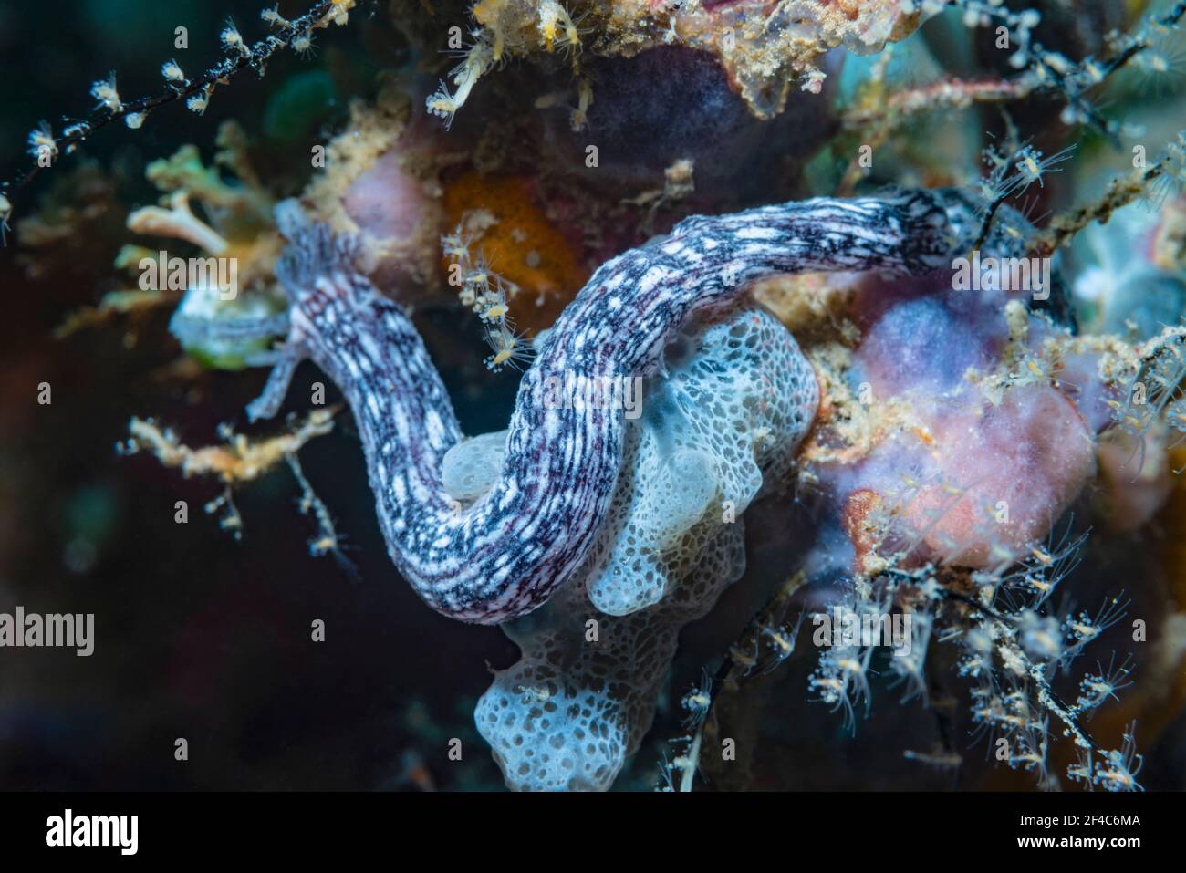 Seegurke [Synaptula lamperti]. Lembeh Strait, Nord-Sulawesi, Indonesien. Stockfoto