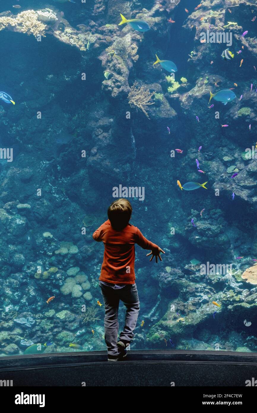 Ein Junge bewundert das riesige Aquarium der California Academy of Sciences in San Francisco, Kalifornien. Stockfoto