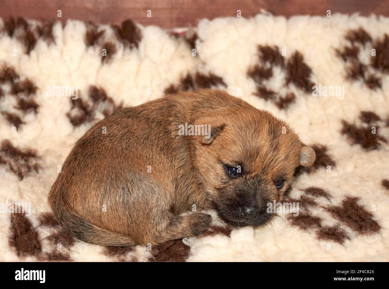 Netter Cairn Terrier Welpe (14 Tage), der sich in seiner Wurfkiste anschmiegt. Stockfoto