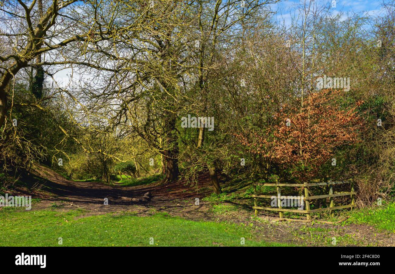 Ländliche Landschaft mit Fußweg flankiert von Bäumen und grünen Weiden an schönen Frühlingsmorgen in der Westwood, Beverley, Yorkshire, Großbritannien. Stockfoto