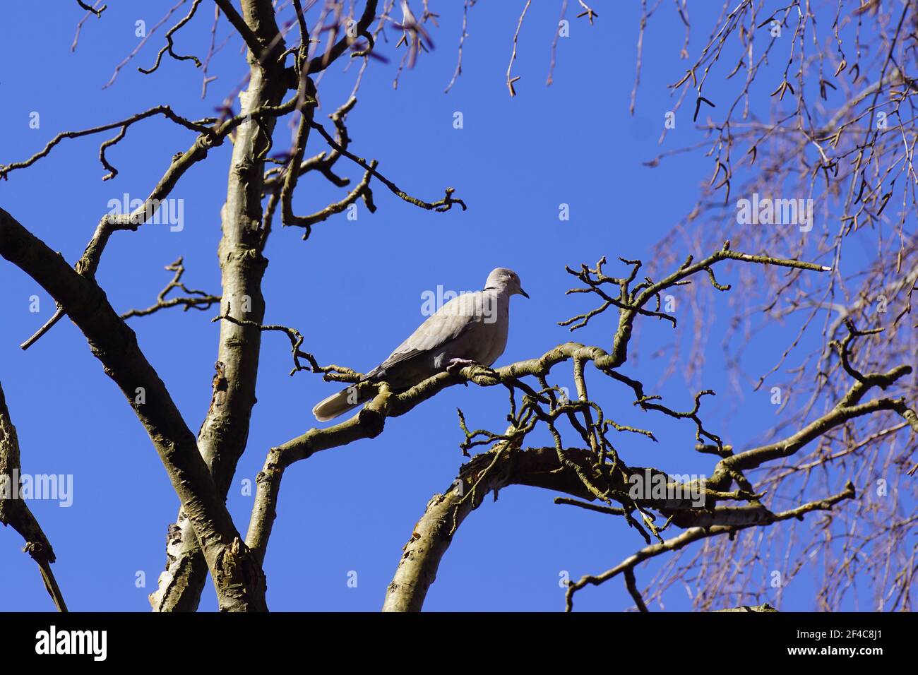 Eurasische Halstaube (Streptopelia decaocto), Familie Columbidae am Ast eines toten Laburnums in einem holländischen Garten. Ein blauer Himmel. Frühling, März, Stockfoto