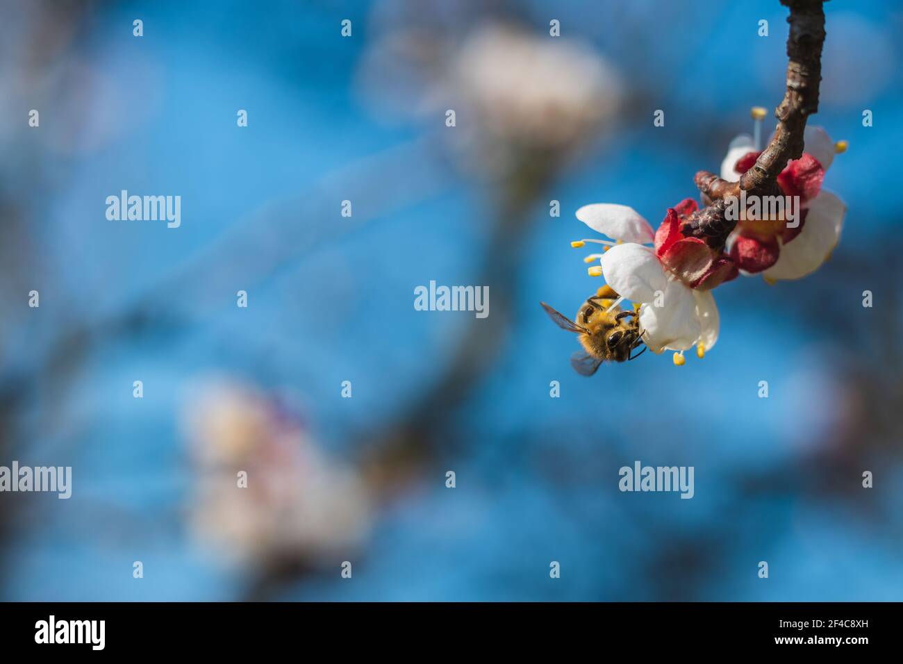 Bienen bestäuben blühenden Obstbaum im Frühjahr. Blüte von Aprikosenbaum. Stockfoto