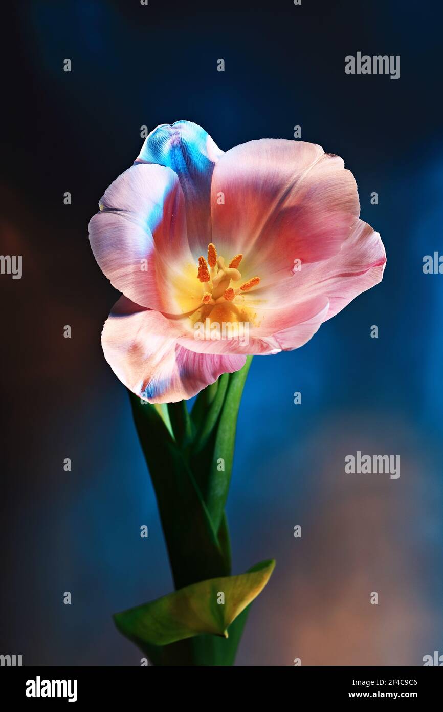 Nahaufnahme von rosa Tulpenknospen in rotem und blauem Licht Stockfoto