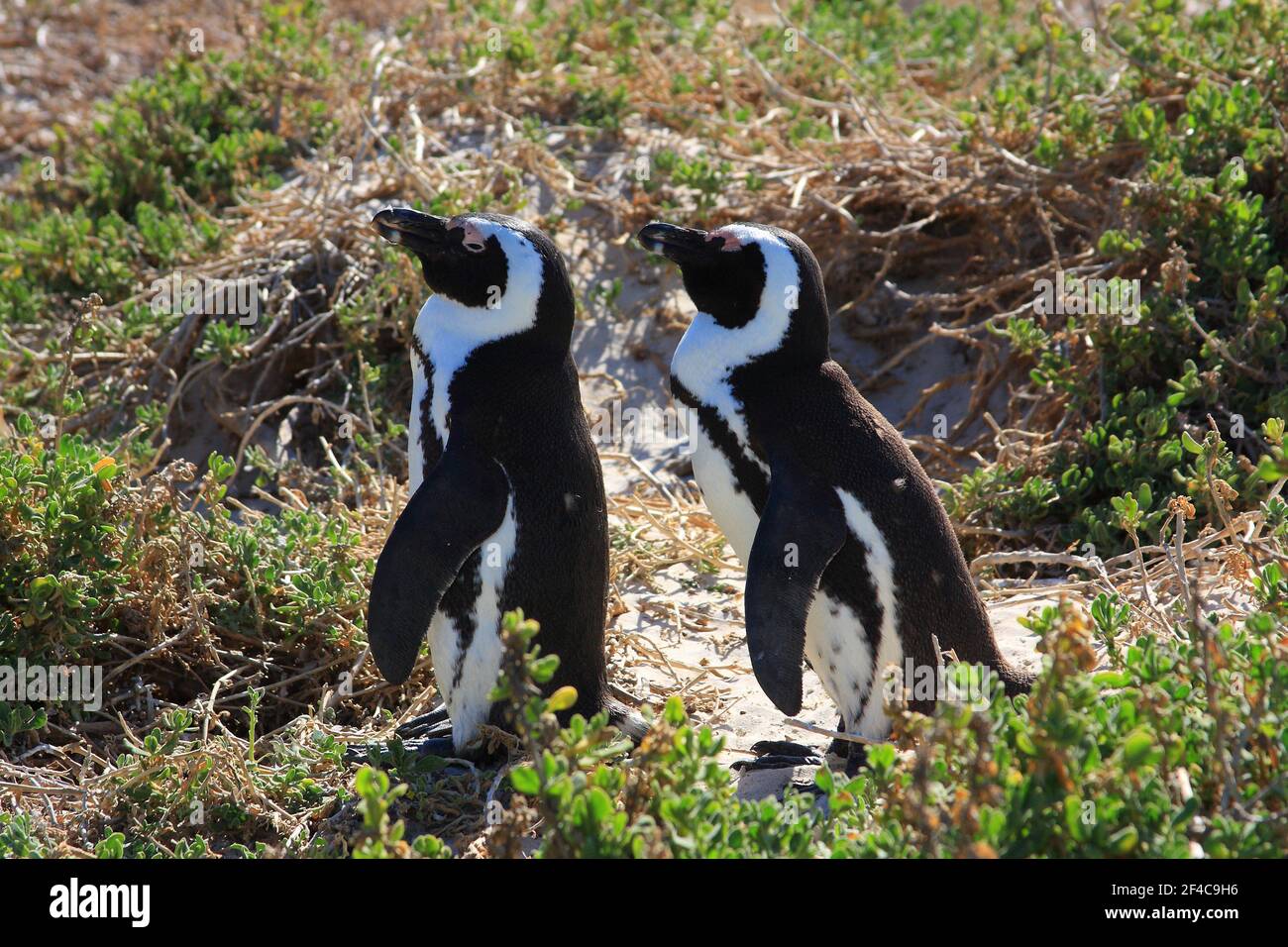 Paar afrikanische Pinguine in Boulders Beach, Cape Peninsula, Kapstadt, Südafrika Stockfoto