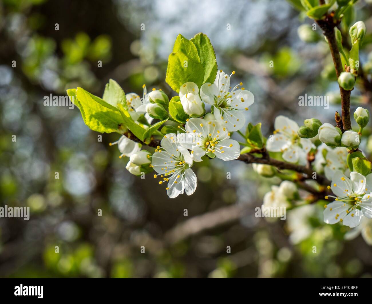 Malus domestica Apfelblüte im Frühjahr Stockfoto