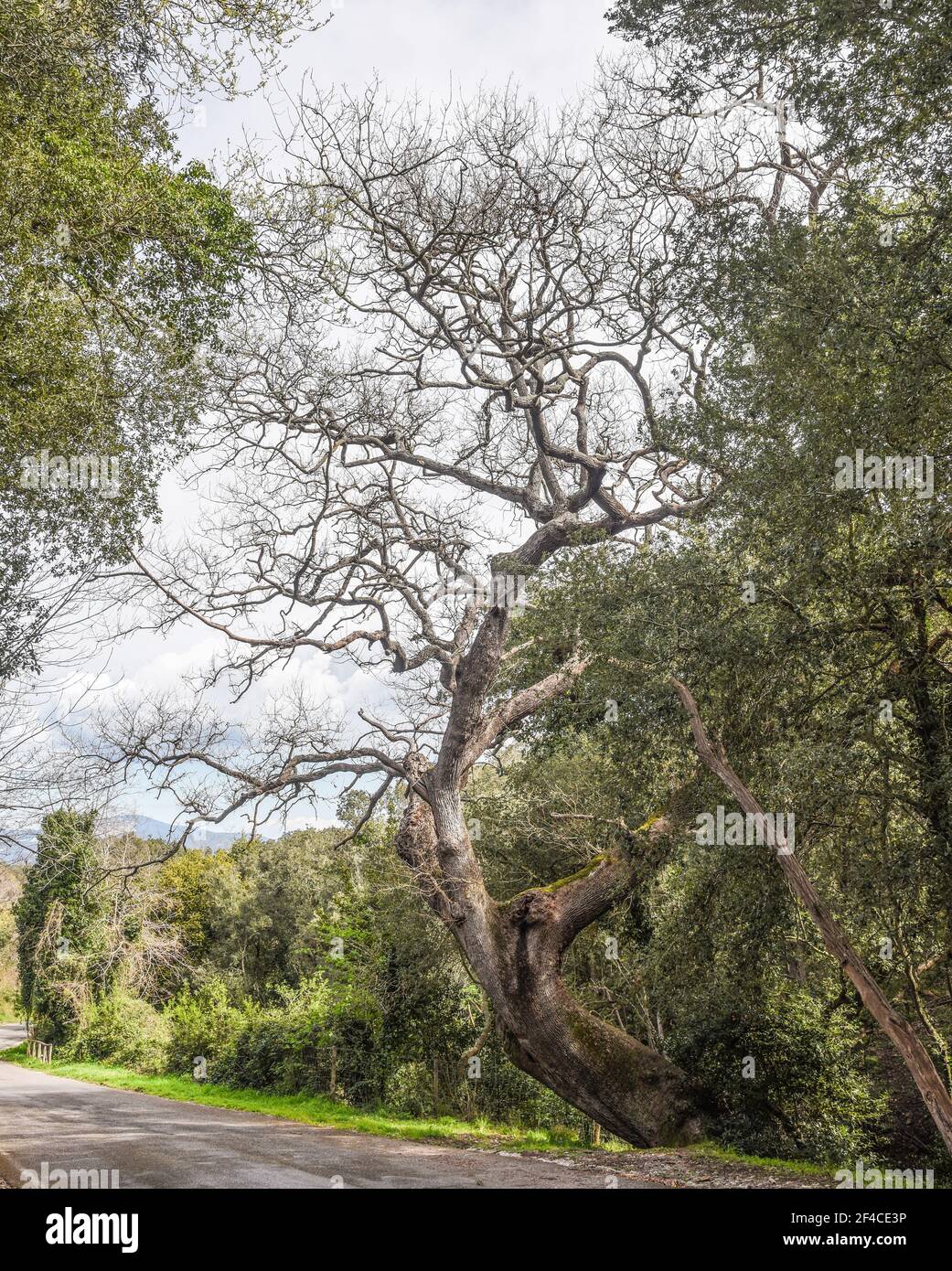 Alter gedrehter Baum auf der Straße von Baratti nach Populonia Stockfoto