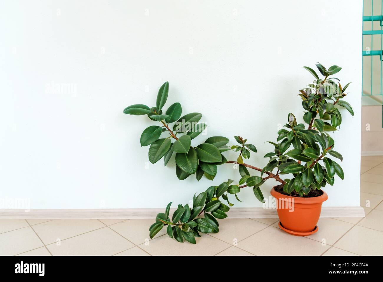 Großer Ficus elastischer Pflanzengummibaum in braunen Blumentöpfen, die im Büro auf dem Boden stehen. Stockfoto