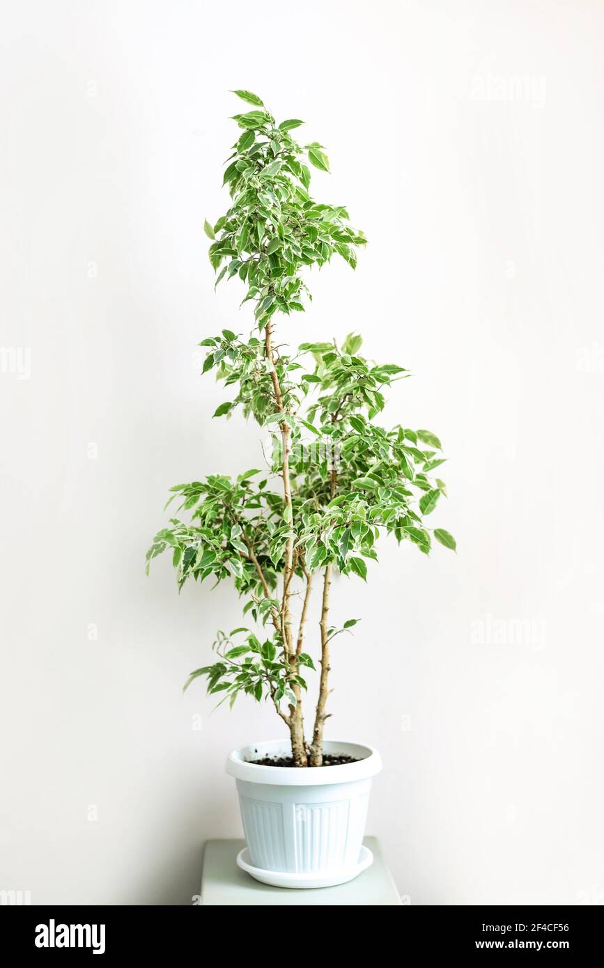 Ficus Benjamin mit grünen und weißen Blättern in einem weißen Topf Houseplant Portrait. Stockfoto