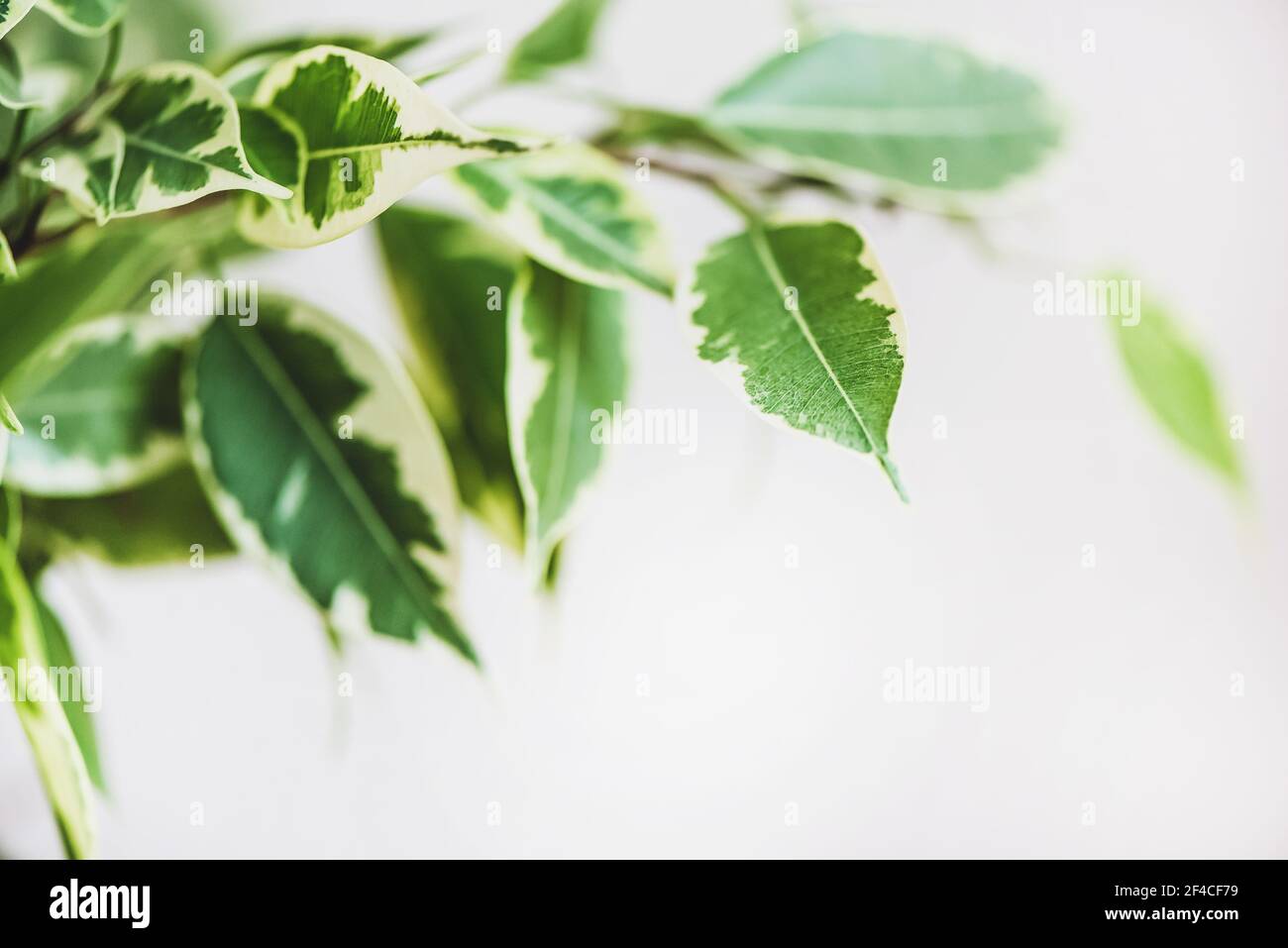 Ficus Benjamin im Topf, der im Fenstersiegel steht. Urbanes Dschungelkonzept. Natürliche Luftreiniger.Houseplant Porträt. Stockfoto