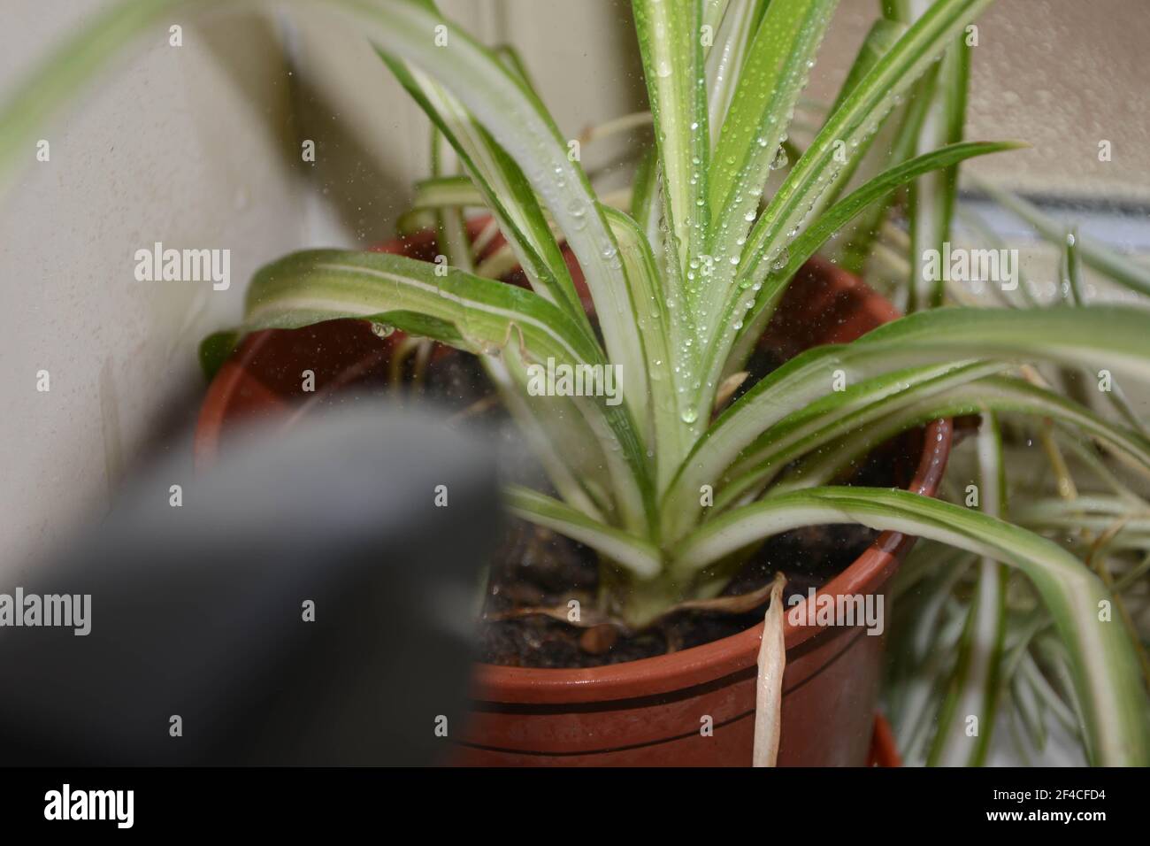 Sprühen Indoor Spinne Pflanze in Kunststoff Blumentopf UK Stockfoto