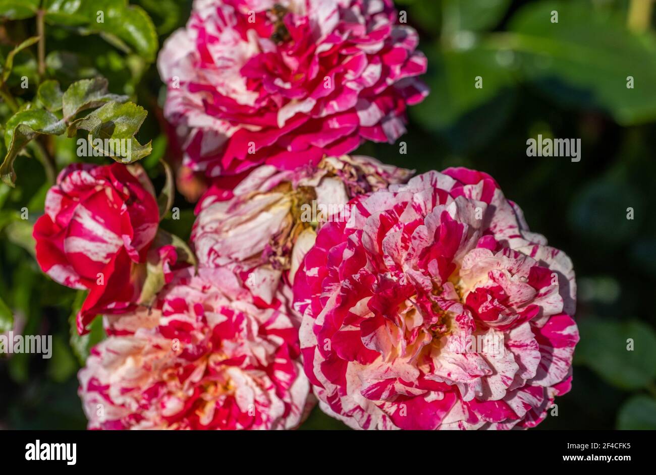 Die Blumen Der Wildrose Medizin. Blühender Wilder Rosenbusch. Rose Hüfte Blumen close-up. Stockfoto