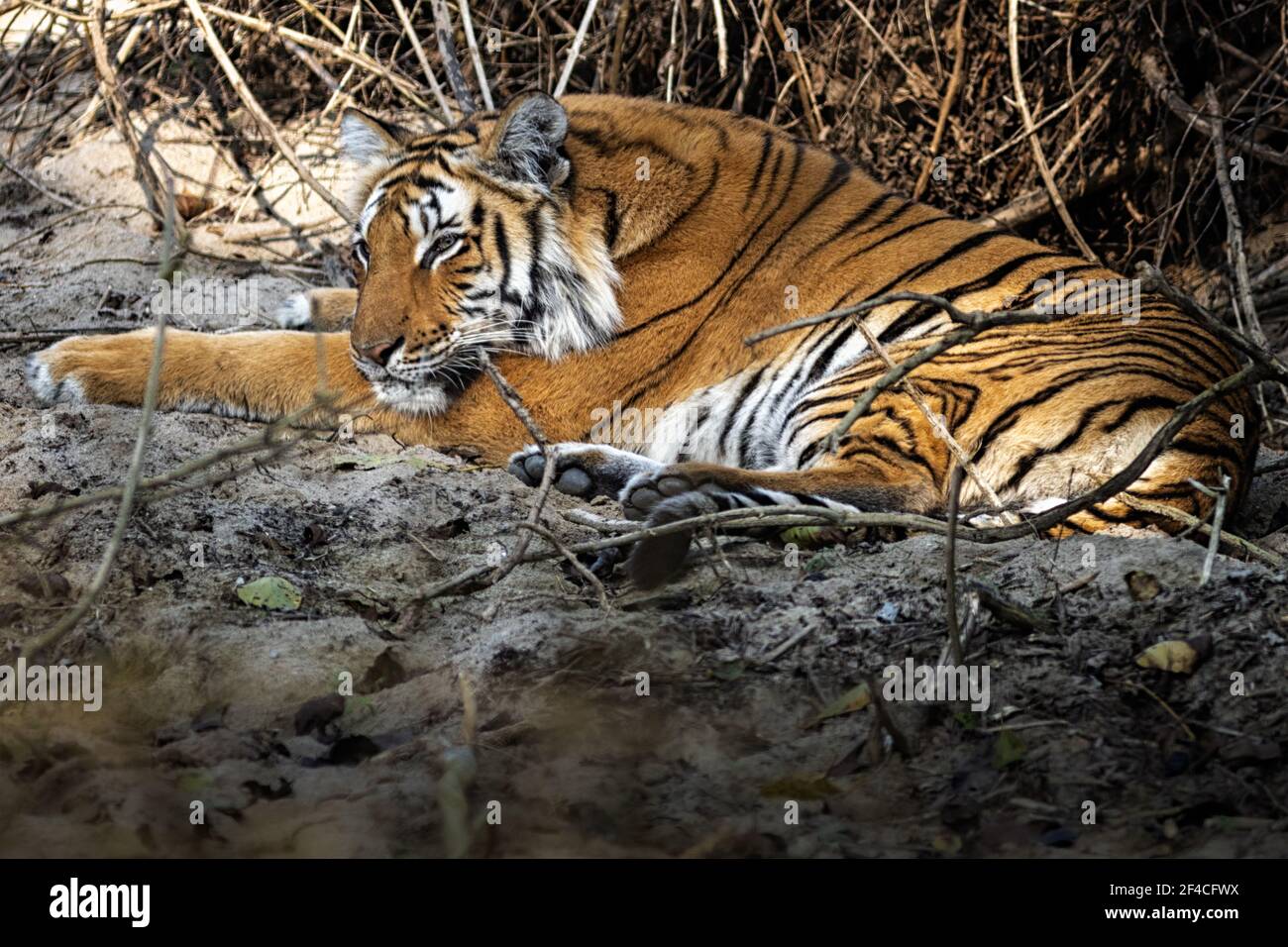 Royal Bengal Tiger ruht während des heißen Sommernachmittags. Das Foto wurde im Jim Corbett National Park, Indien, gemacht. Stockfoto