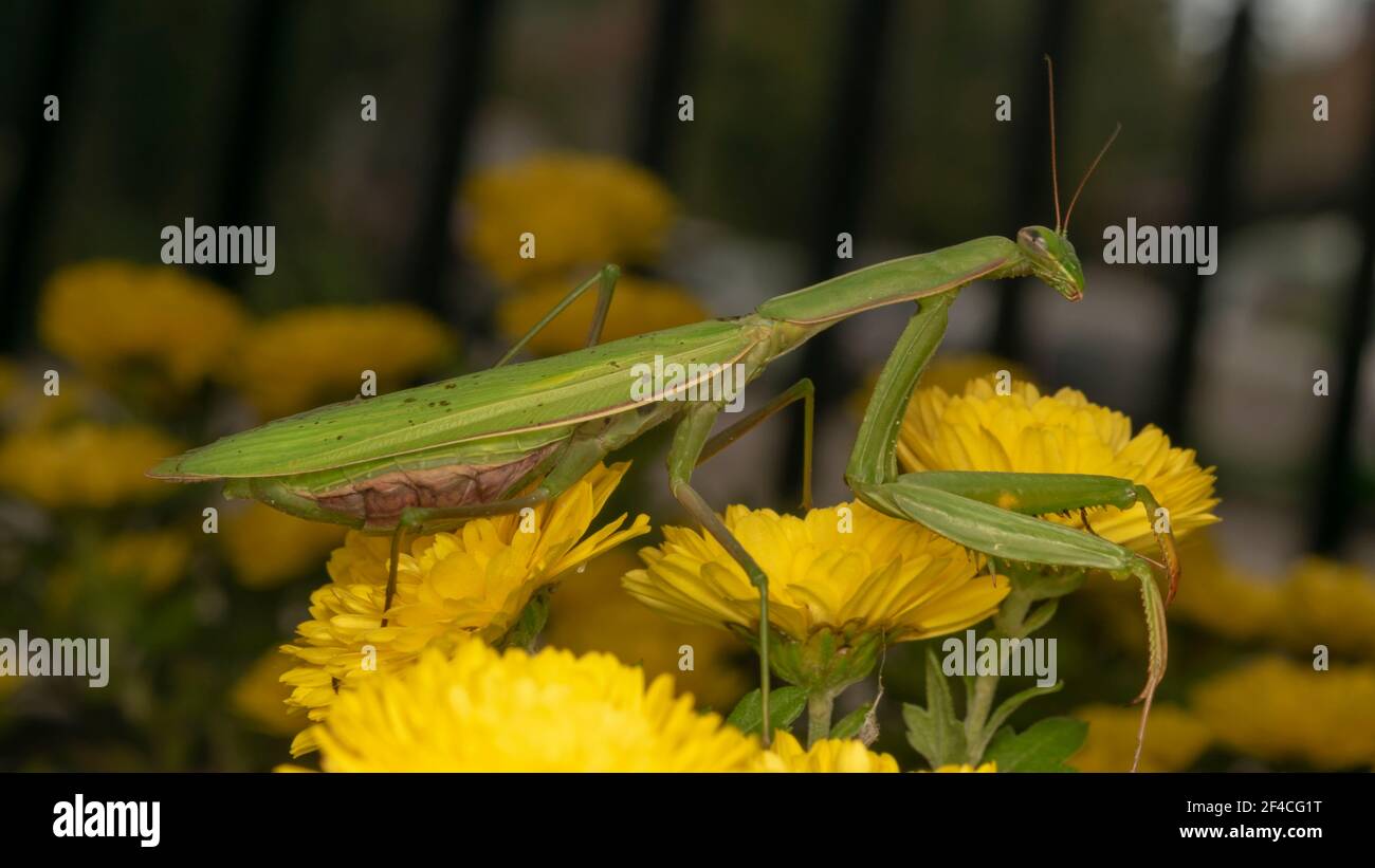 Gottesanbeterin oder Gottesanbeterin (lat. Mantis religiosa) ist ein großes hämimetabolisches Insekt in der Familie der Mantidae ('Mantiden') Stockfoto
