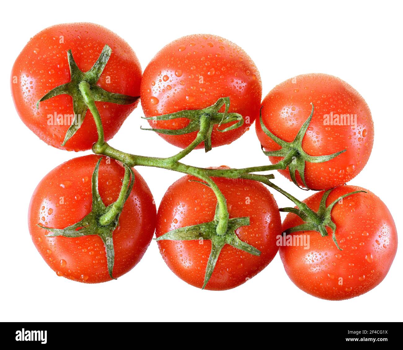 Tomate auf Zweig Draufsicht isoliert auf weißem Hintergrund. Stockfoto