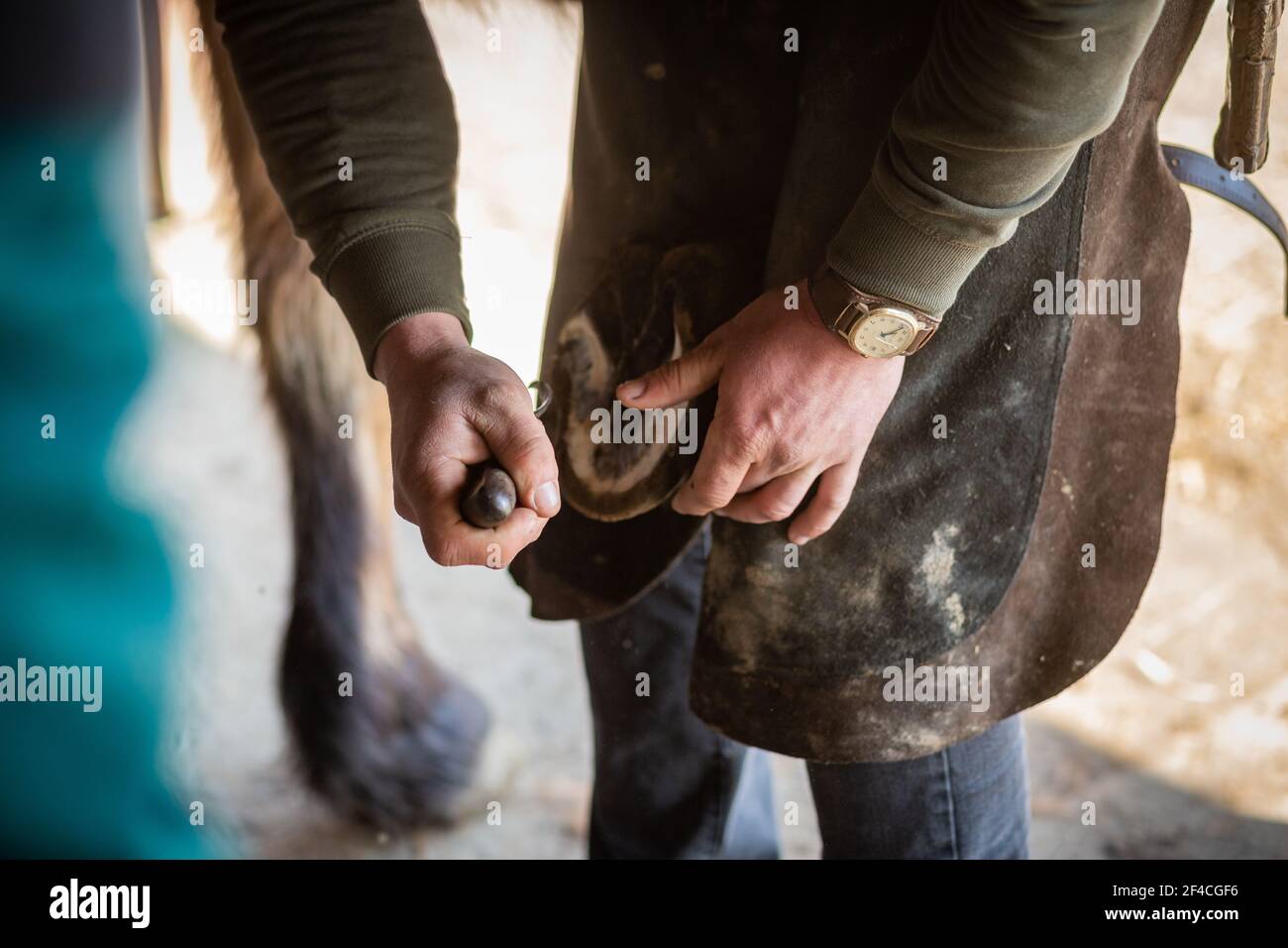 Trimmen und Anbringen der Pferdehufe vor dem neuen Pferd Schuh Stockfoto