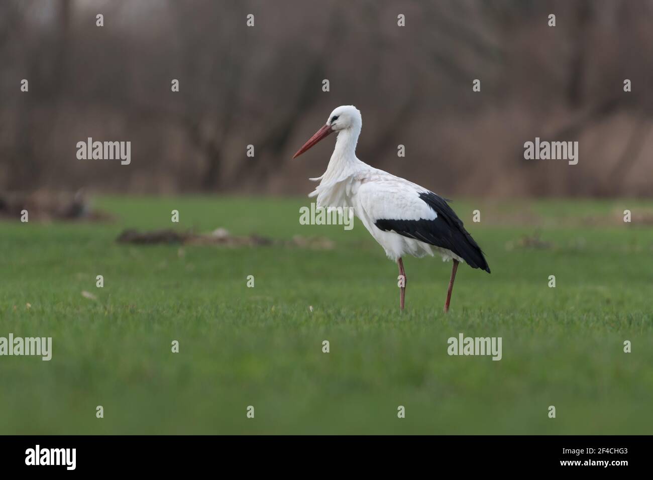 Weißstorch auf der Wiese, fotografiert in den Niederlanden. Stockfoto