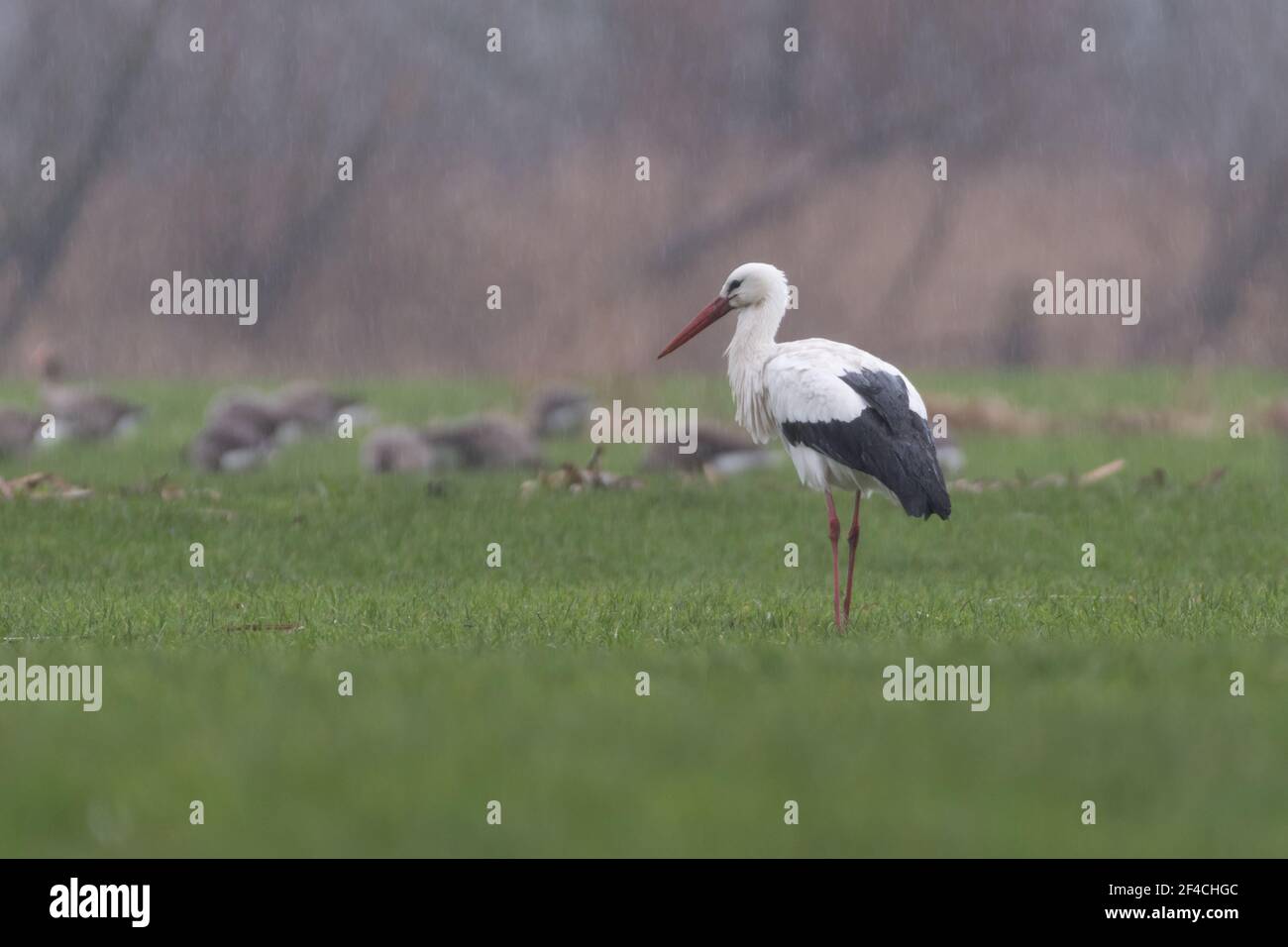 Weißstorch auf der Wiese, fotografiert an einem regnerischen Tag in den Niederlanden. Stockfoto