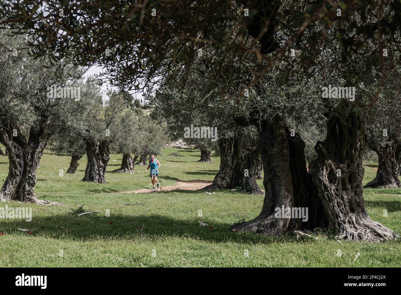 Ein Mann joggt durch einen Olivenhain, der zum Kloster Mar Elias gehört, einem griechisch-orthodoxen Kloster im Süden Jerusalems, das auf einem Hügel über dem Berg liegt Stockfoto