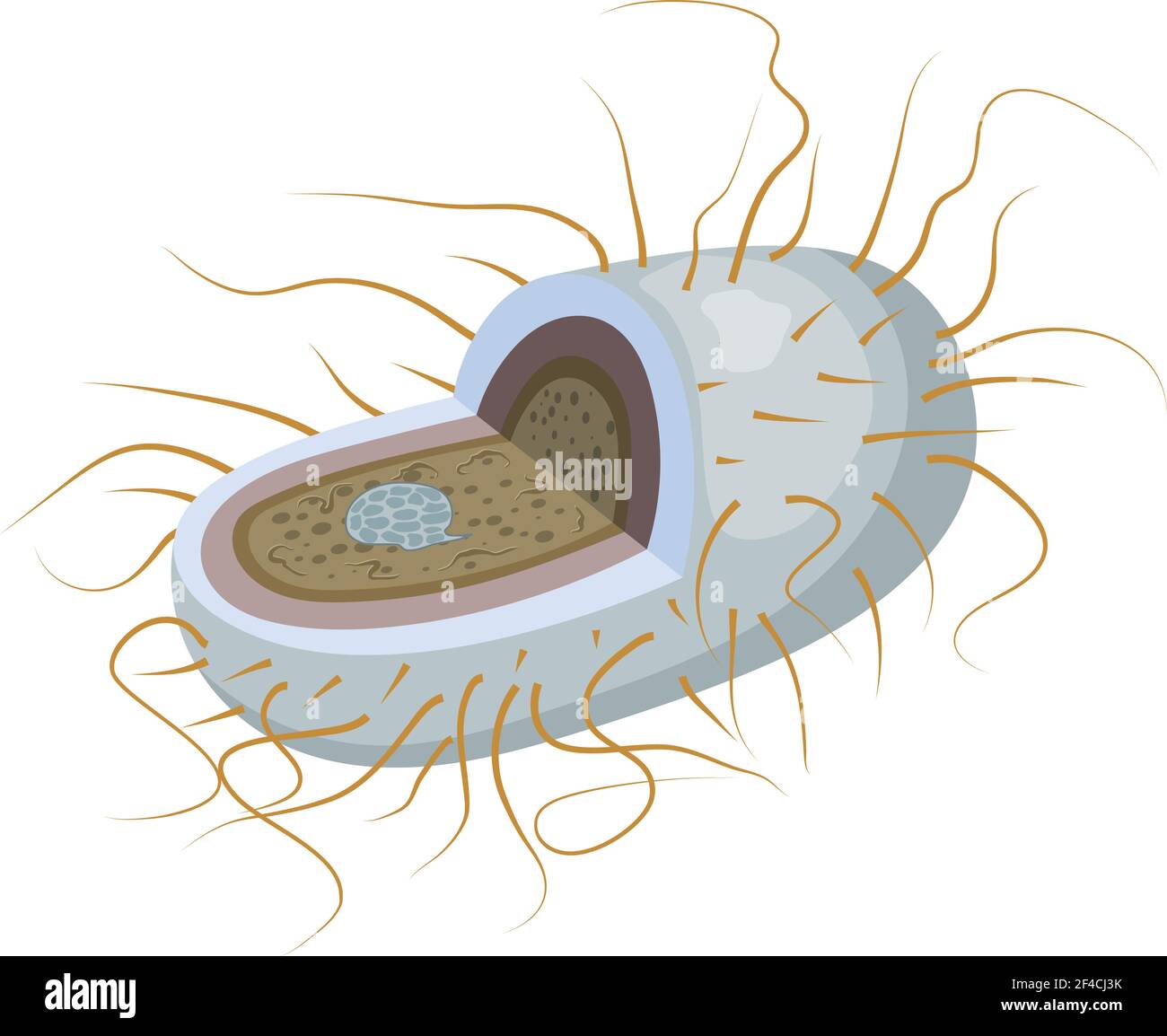 Vektordarstellung von Bakterien im Abschnitt. Mikroorganismus ist auf weißem Hintergrund. Isolieren. Abstrakte Bakterien, Mikroben. Fachbiologie Stock Vektor