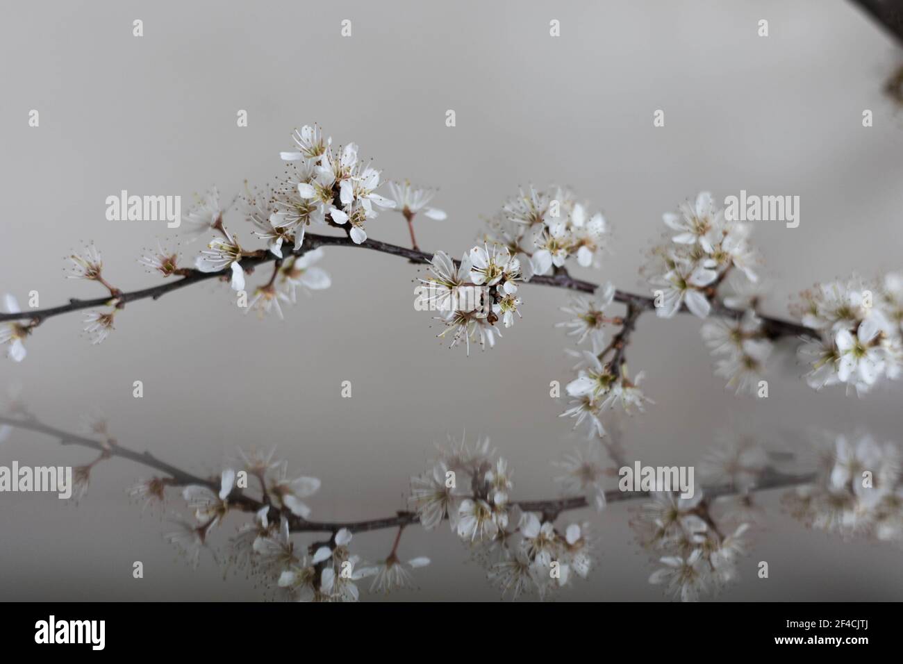 Blühender Obstbaumzweig mit weißen Blütenblättern auf isoliertem Hintergrund mit Reflexion, erste Frühlingszeichen Stockfoto