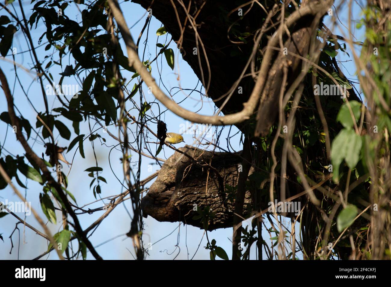 Neugieriger Kiefernwalder (Setophaga pinus), der auf einer Weinrebe thront Stockfoto