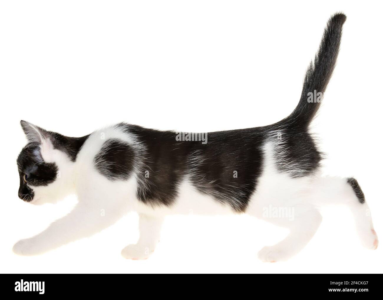 Bicolor kleines Kätzchen geht isoliert auf weißem Hintergrund vor. Stockfoto