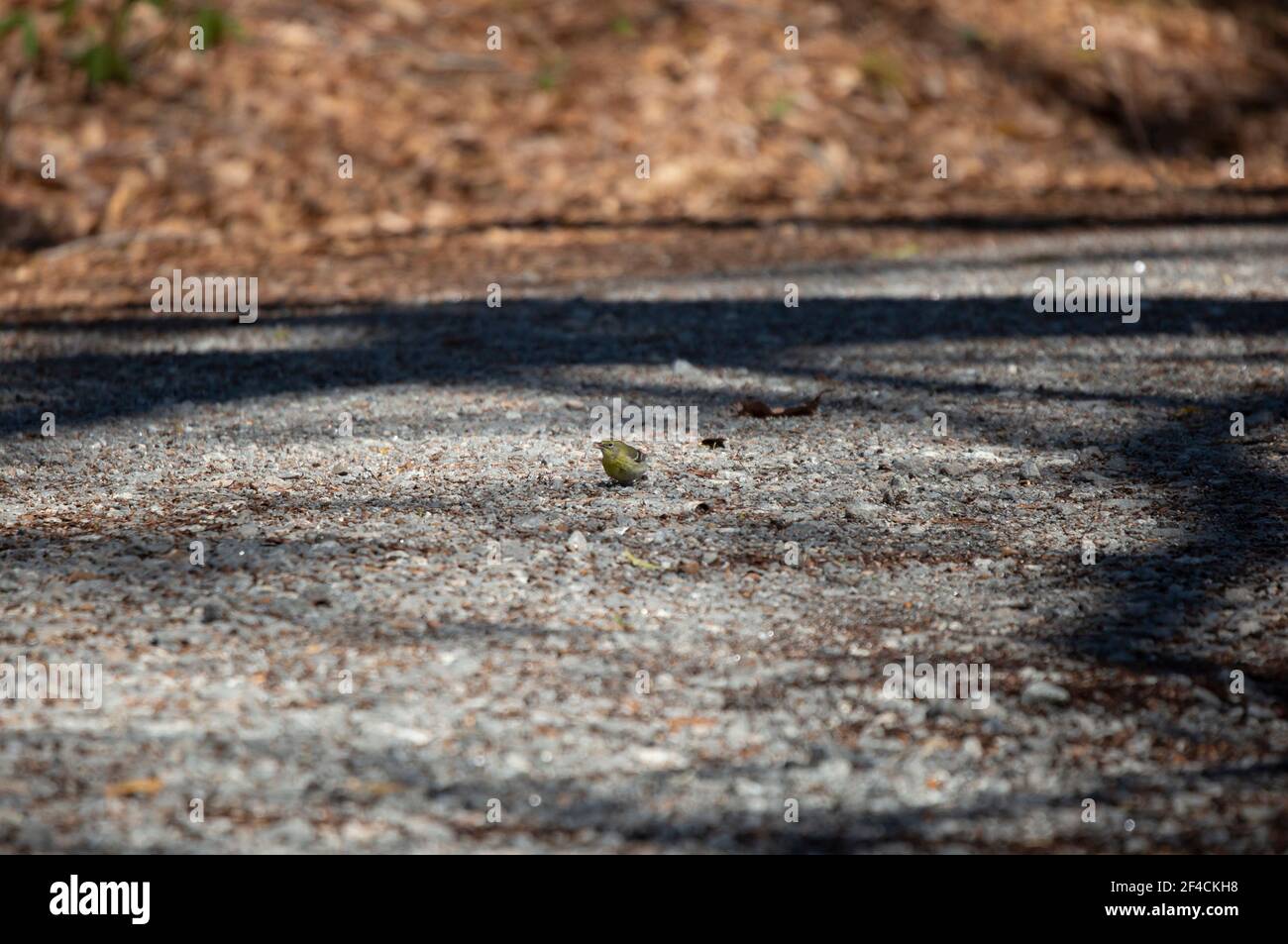 Kiefernwaldsänger (Setophaga pinus) ruft von einer Schotterstraße Stockfoto