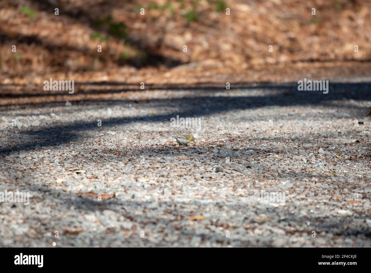 Waldsänger (Setophaga pinus) auf einer Schotterstraße Stockfoto