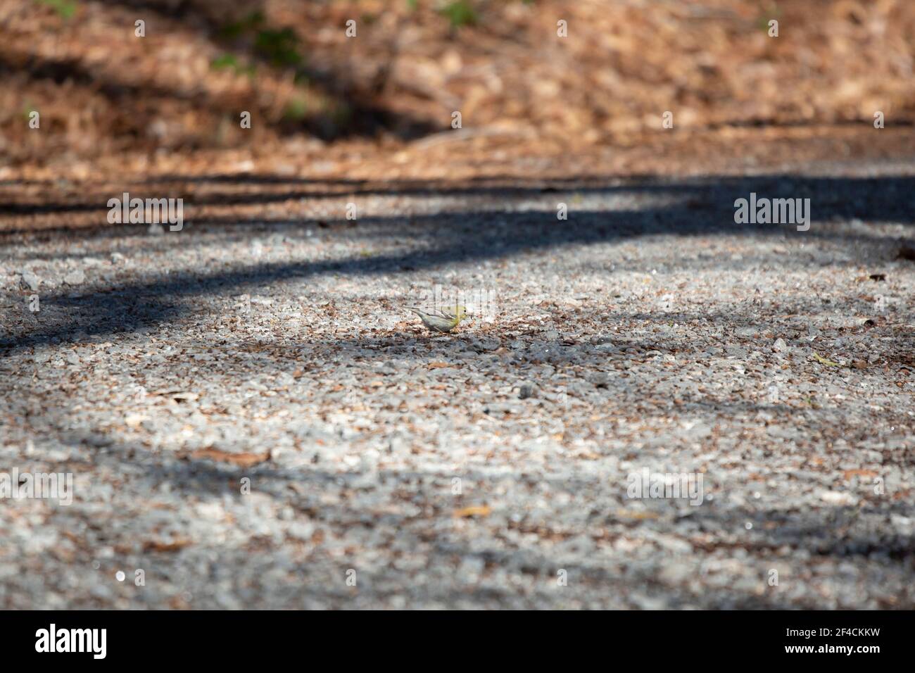Waldsänger (Setophaga pinus) auf einer Schotterstraße Stockfoto