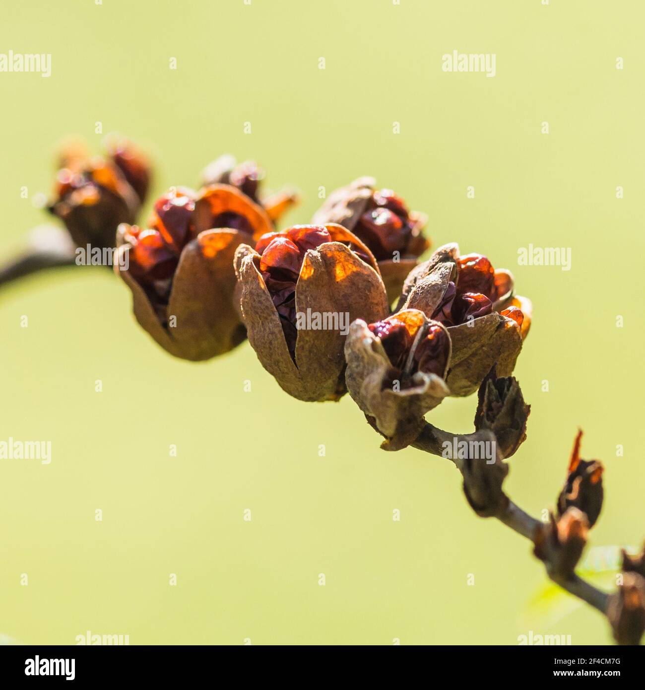 Eine Makroaufnahme von einigen crocosmia Samenkapseln. Stockfoto