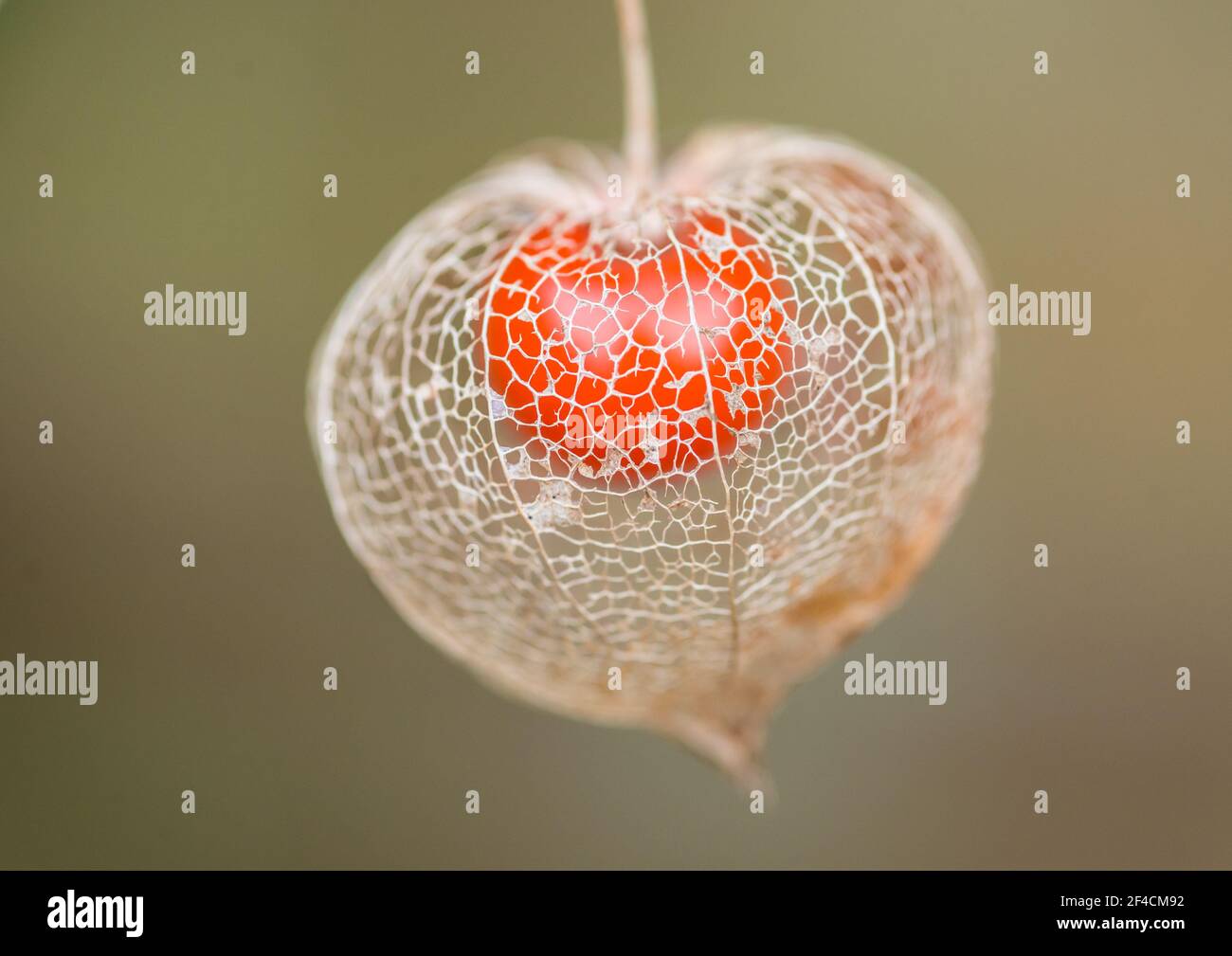 Eine Makroaufnahme der Skelettmuskulatur shell einer chinesischen Laterne Blume Samenkapsel. Stockfoto