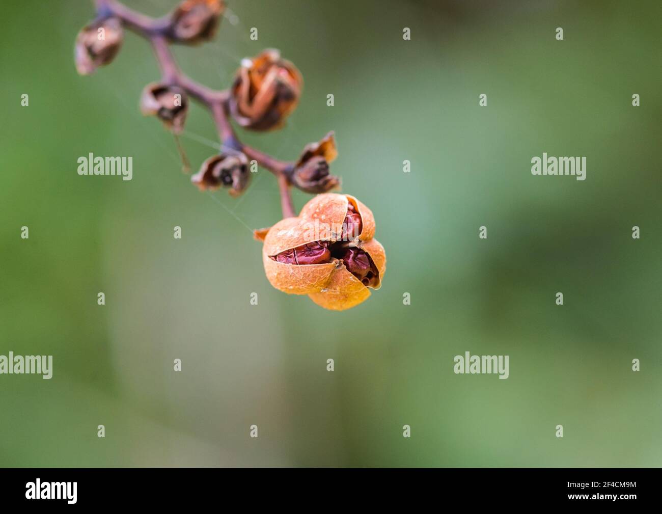 Eine Makroaufnahme einer Samenkapsel einer Crocosmia luzifer Pflanze. Stockfoto